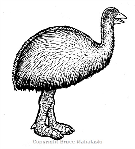 03 -Moa 